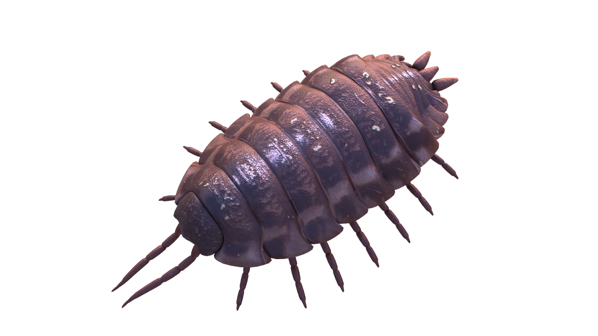 wood lice 3d mode  preview image 1
